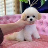 トイプードル(ティーカップ)
