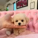 ティーカッププードル