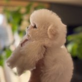 ビションフリーゼ