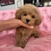 タイニープードル