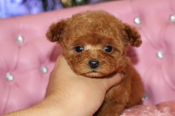 シュウ 様のお迎えした子犬