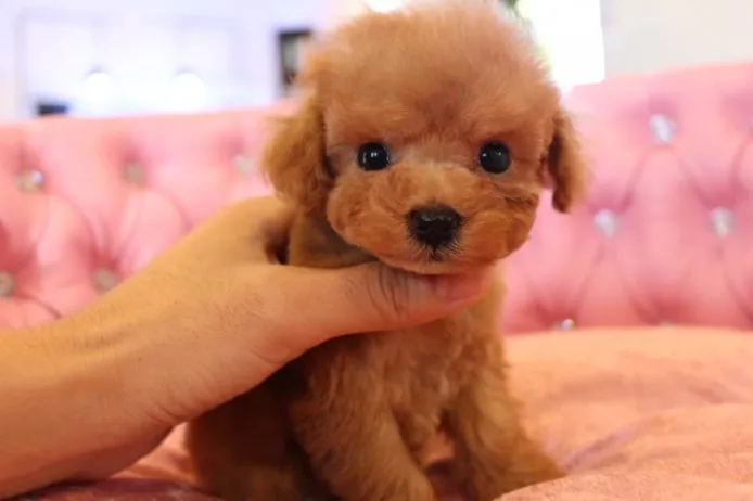 よーよーママ 様のお迎えした子犬