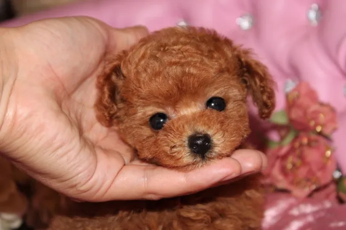 ID：1308-00619の子犬