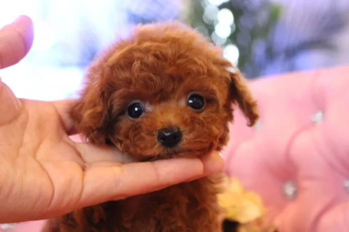 埼玉県 Y 様のお迎えした子犬