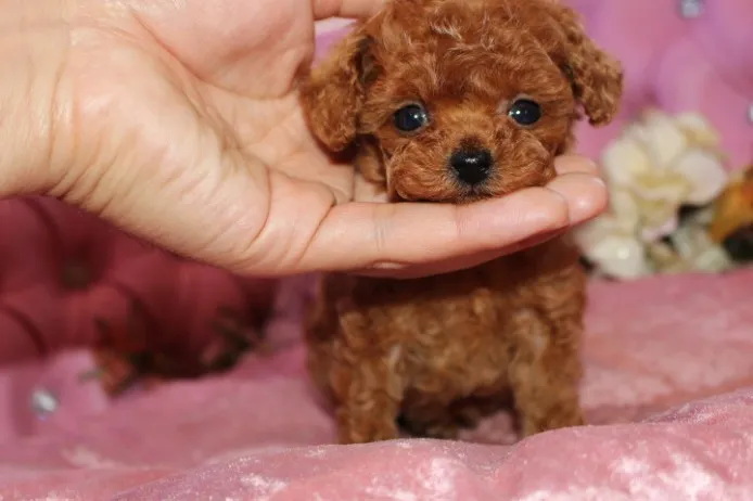 もあ 様のお迎えした子犬