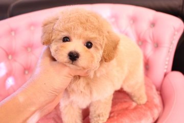 トイプードル(タイニー)【茨城県・女の子・2021年8月19日・アプリコット】の写真「まんまるオメメ　アプリちゃん♪」