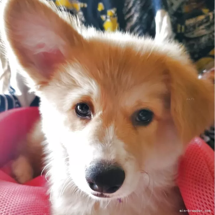ID:2508-05040の子犬