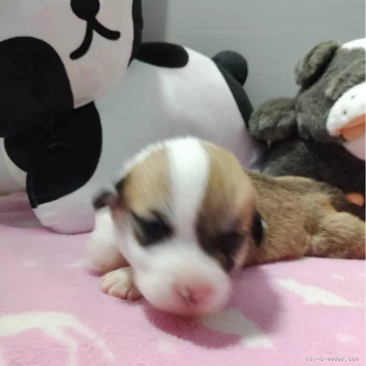 M.T 様のお迎えした子犬