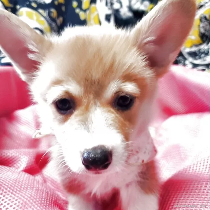 ID:2508-05500の子犬