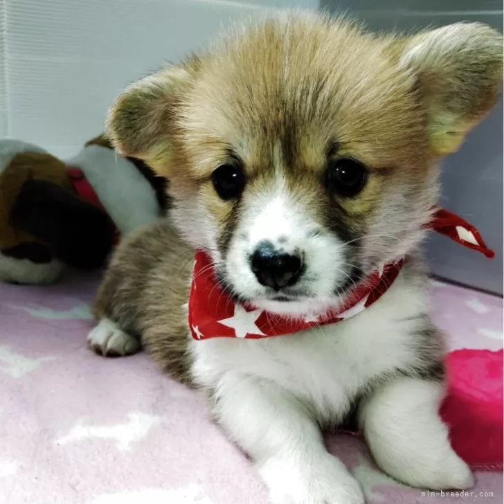 ID：2506-01728の子犬