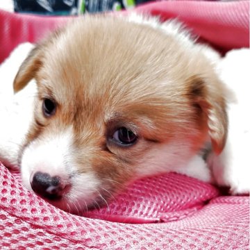 ウェルシュ・コーギー・ペンブローク【岩手県・男の子・2025年10月16日・レッド&ホワイト】の写真「おっとり甘えん坊です！」