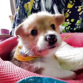 ウェルシュ・コーギー・ペンブローク