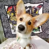 ウェルシュ・コーギー・ペンブローク【岩手県・男の子・2025年6月30日・レッド&ホワイト】の写真1