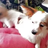 パピヨン【岩手県・男の子・2024年12月14日・ホワイト&セーブル】の写真2