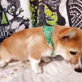 ウェルシュ・コーギー・ペンブローク【岩手県・男の子・2025年6月30日・レッド&ホワイト】の写真2