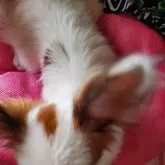 パピヨン【岩手県・男の子・2024年12月14日・ホワイト&セーブル】の写真4