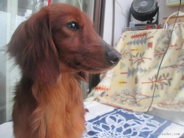 ID：1704-01743の子犬
