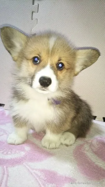 ID：1912-01594の子犬