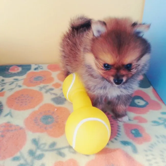 ID:1610-01588の子犬