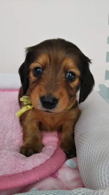 ID：1901-03098の子犬