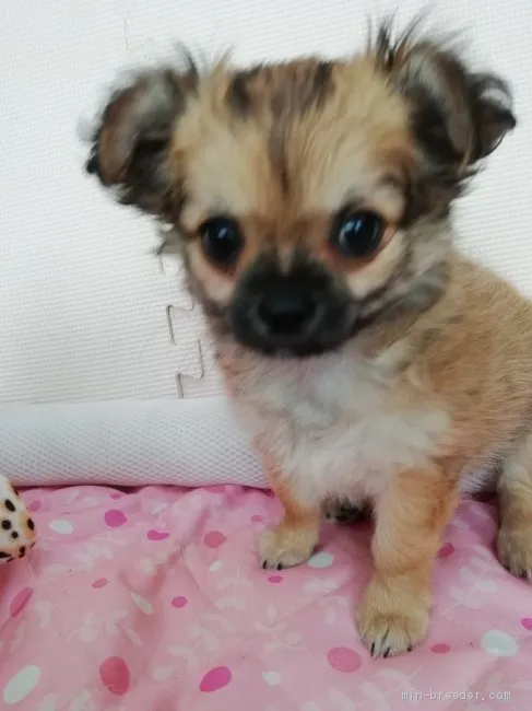 K.T 様のお迎えした子犬