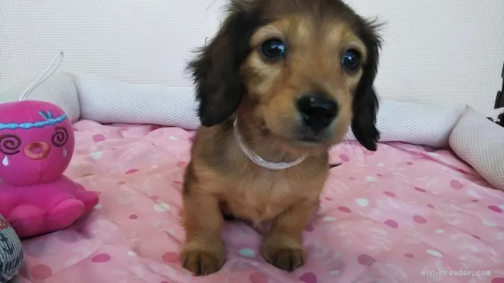 ID:1910-00874の子犬