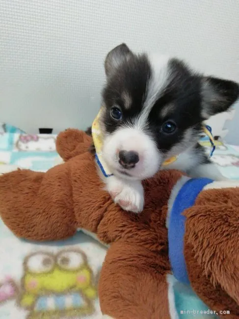 ID：2009-02644の子犬