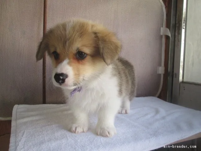 ID:1806-00581の子犬