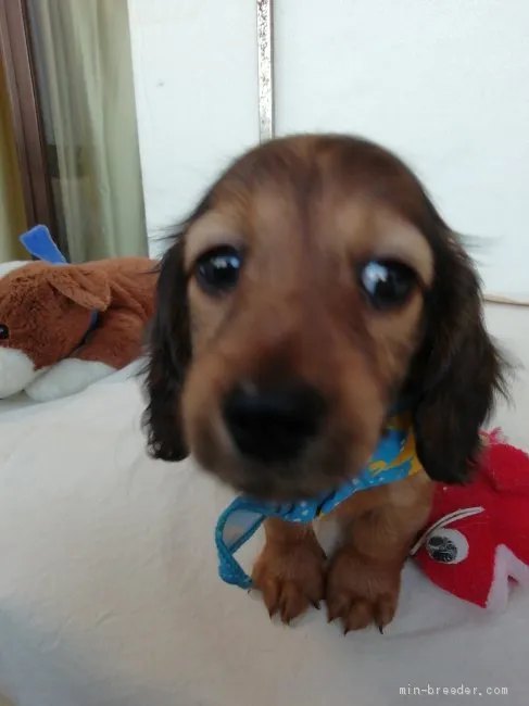 ID:2104-02871の子犬