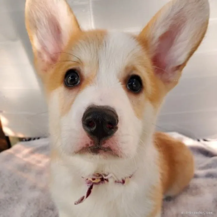 ID:2310-05078の子犬