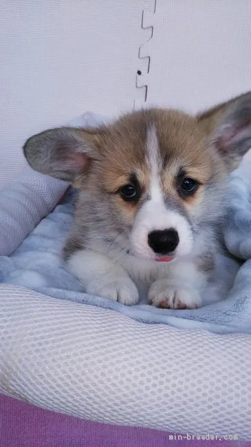 ID:1912-02584の子犬