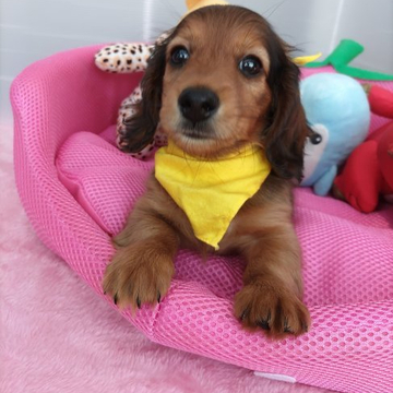 カニンヘンダックスフンド(ロング)【岩手県・男の子・2022年3月29日・レッド】の写真「甘えん坊で人にくっつきたがる子です。」