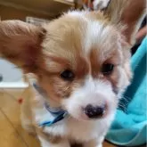 ウェルシュ・コーギー・ペンブローク【岩手県・男の子・2024年7月26日・レッド&ホワイト】の写真1