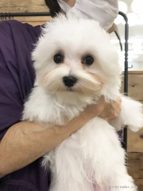 ID:2004-02986の子犬