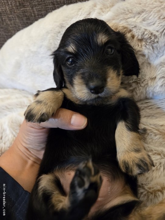 今井恵美ブリーダーのブログ:ダックス、たまちゃん最後の子。