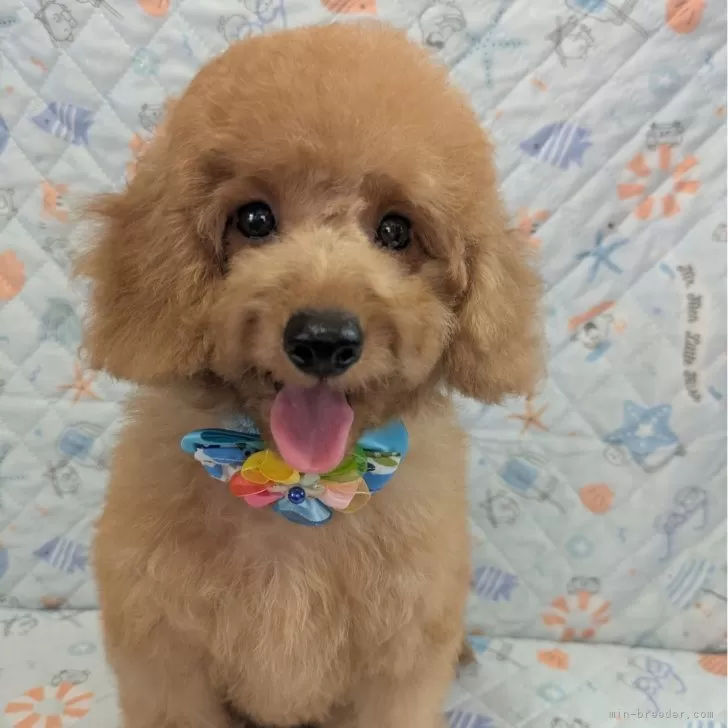 トイプードル(トイ)【東京都・男の子・2025年7月26日・レッド】の写真1