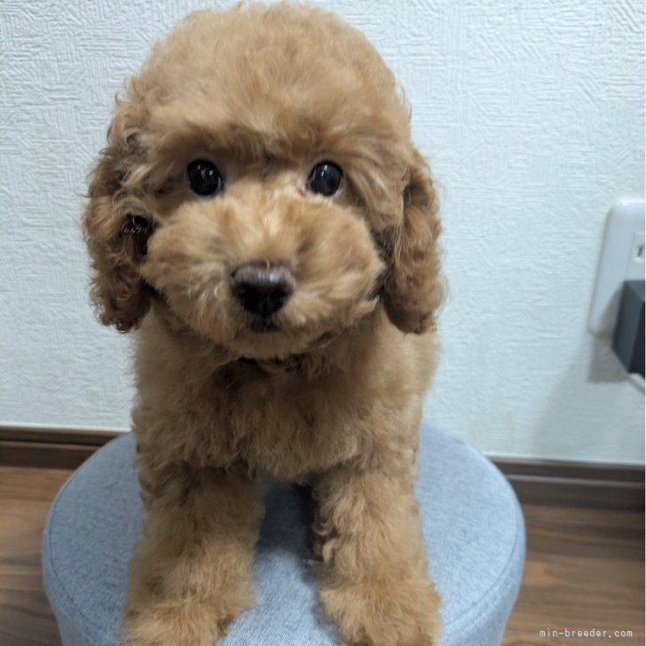 ブリーダー画像