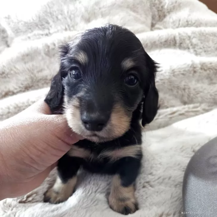 ID:2505-06901の子犬