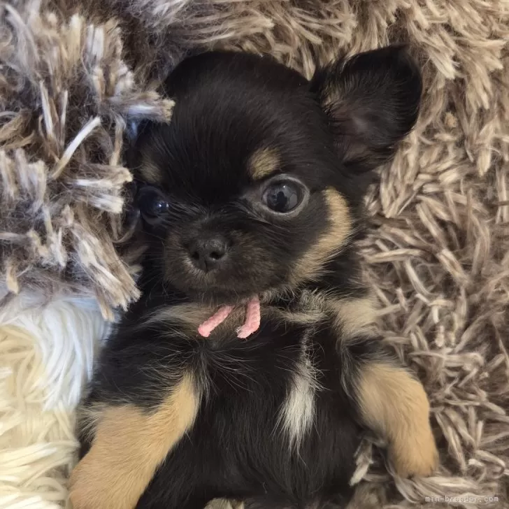 チワワ(ロング)【東京都・女の子・2025年8月1日・ブラック&タン】の写真1