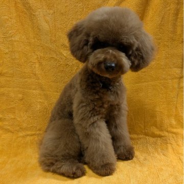 トイプードル(トイ)のレッド系の子犬を探す｜ブリーダー直販の