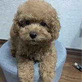 トイプードル(トイ)