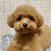 トイプードル(トイ)