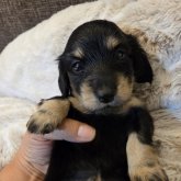 ミニチュアダックスフンド(ロング)