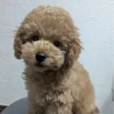 トイプードル(トイ)