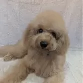 トイプードル(トイ)