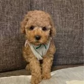 トイプードル(トイ)【東京都・女の子・2025年8月27日・レッド】の写真2