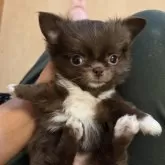 チワワ(ロング)【東京都・男の子・2025年9月30日・チョコレート】の写真5