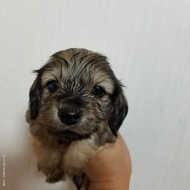 ID:1712-00034の子犬