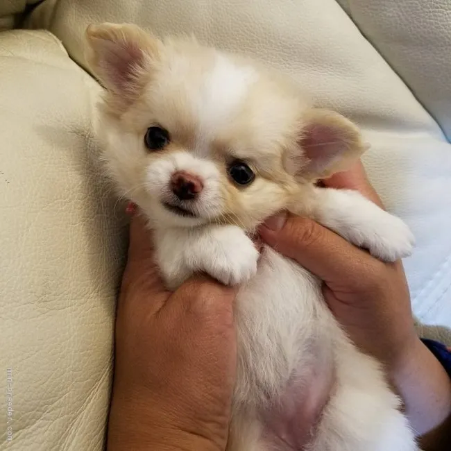 ID:1706-01484の子犬