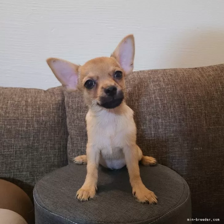 ID:2408-02600の子犬